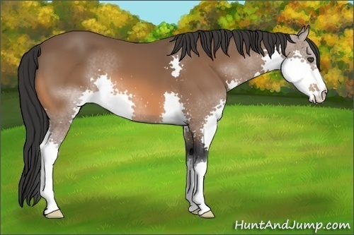 Horse Color:Bay Splash