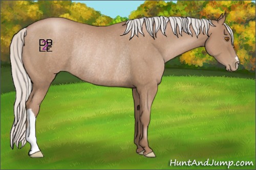 Horse Color:Silver Black Pearl Rabicano 