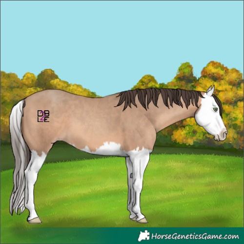 Horse Color:Amber Champagne Splash 