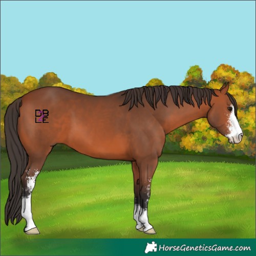 Horse Color:Bay Sabino 
