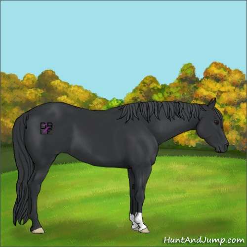 Horse Color:Black Chinchilla 