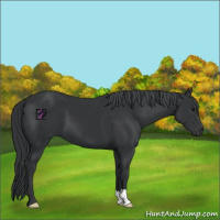 Horse Color:Black Chinchilla 