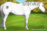 Horse Color:Bay Dun Sabino 