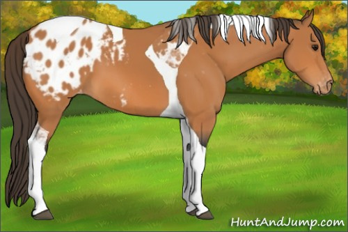 Horse Color:Bay Tobiano Blanket