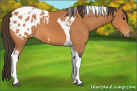 Horse Color:Bay Tobiano Blanket