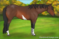 Horse Color:Brown Tobiano