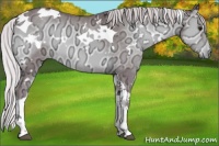 Horse Color:White Spotted Chocolate Silver Blue Onyx Chinchilla Ice Tobiano 