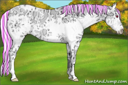 Horse Color:Painted White Spotted Liver Chestnut Chinchilla Ice Splash Rabicano 