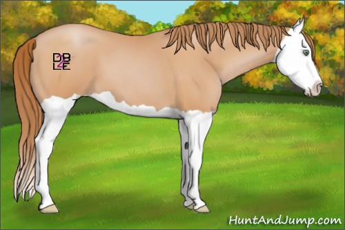Horse Color:Bay Pearl Splash 