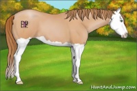 Horse Color:Bay Pearl Splash