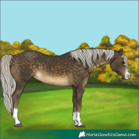 Horse Color:Silver Buckskin 