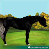 Horse Color:Void Perlino Appaloosa 