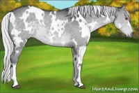 Horse Color:White Spotted Silver Grullo Chinchilla Rabicano 