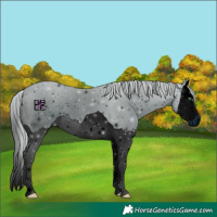 Horse Color:ERROR: UNKNOWN ANOMALY