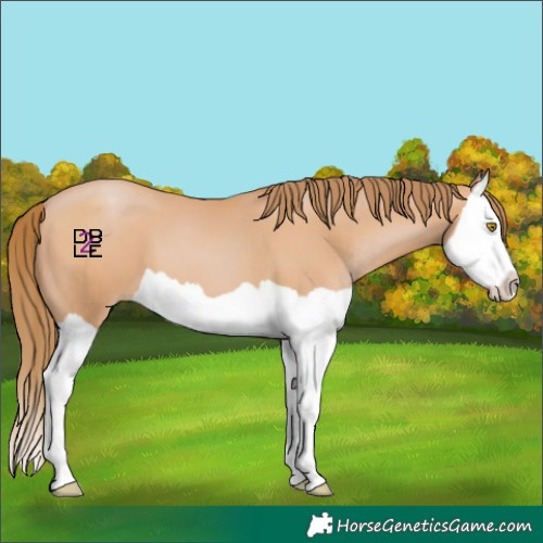 Horse Color:Bay Pearl Splash