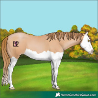 Horse Color:Bay Pearl Splash 