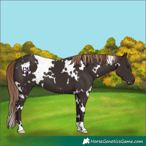 Horse Color:White Spotted Liver Chestnut 