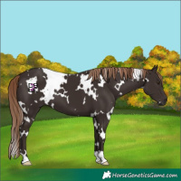 Horse Color:White Spotted Liver Chestnut 