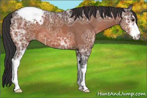 Horse Color:Bay Ice Sabino Appaloosa 