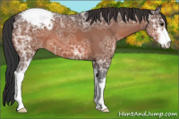 Horse Color:Bay Ice Sabino Appaloosa 