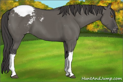 Horse Color:Grullo Appaloosa 