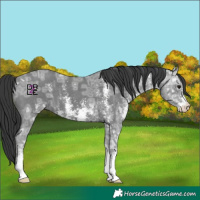 Horse Color:Black Ice Sabino