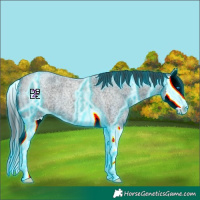 Horse Color:Thunderstruck Blue Roan Splash