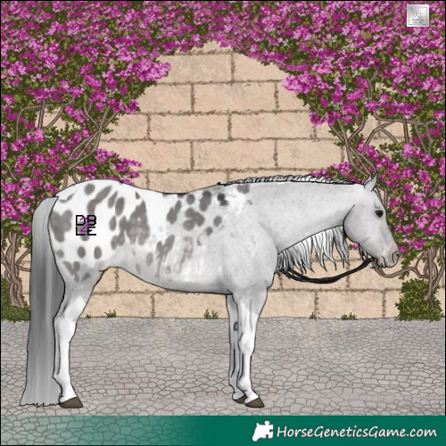 Horse Color:Platinum Brown Dun Tobiano Appaloosa 