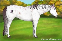 Horse Color:Buckskin Sabino Blanket