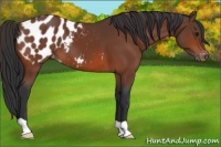 Horse Color:Bay Appaloosa 