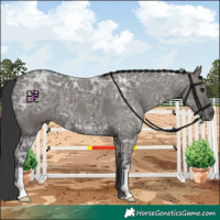 Horse Color:Grullo Ice 