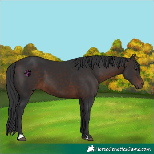 Horse Color:Brown 