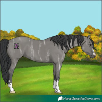 Horse Color:Grullo Ice 