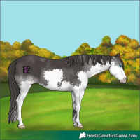 Horse Color:Smoky Black Splash 