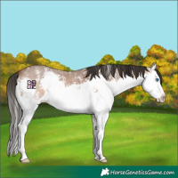 Horse Color:Bay Sabino Splash 