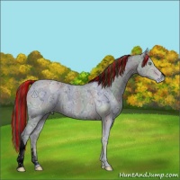 Horse Color:ERROR: UNKNOWN ANOMALY