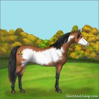 Horse Color:Bay Frame 