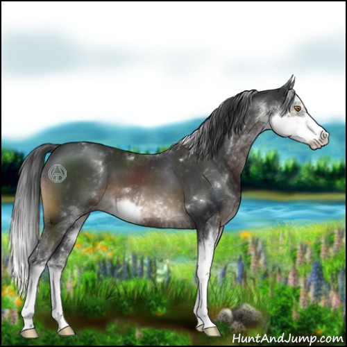 Horse Color:Brown Sabino 