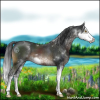 Horse Color:Brown Sabino 