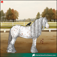 Horse Color:Bay Appaloosa Rabicano 