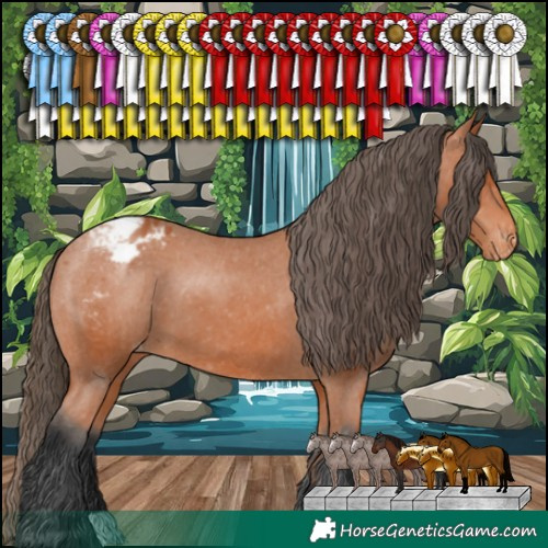 Horse Color:Bay Appaloosa 