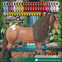 Horse Color:Bay Appaloosa