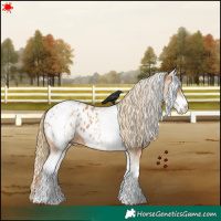 Horse Color:White Spotted Chestnut Appaloosa 