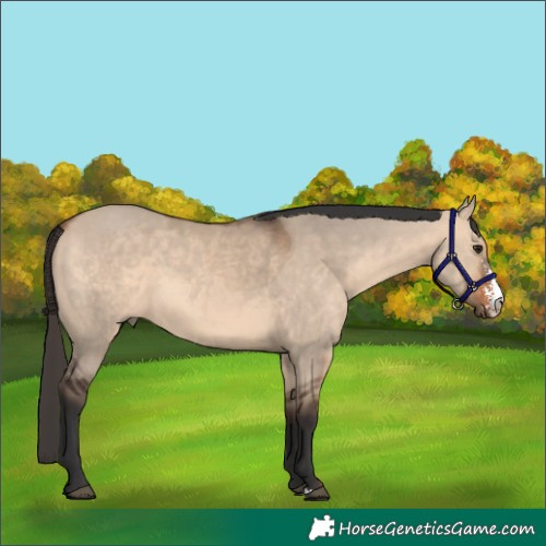 Horse Color:Bay Dun Sabino Rabicano