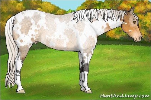 Horse Color:White Spotted Silver Buckskin Varnish 