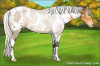 Horse Color:White Spotted Silver Buckskin Appaloosa