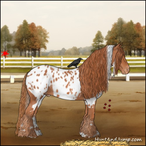 Horse Color:White Spotted Chestnut Appaloosa 