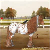 Horse Color:White Spotted Chestnut Appaloosa 