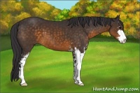 Horse Color:Buckskin Sabino 