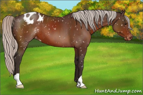 Horse Color:Silver Brown Appaloosa 